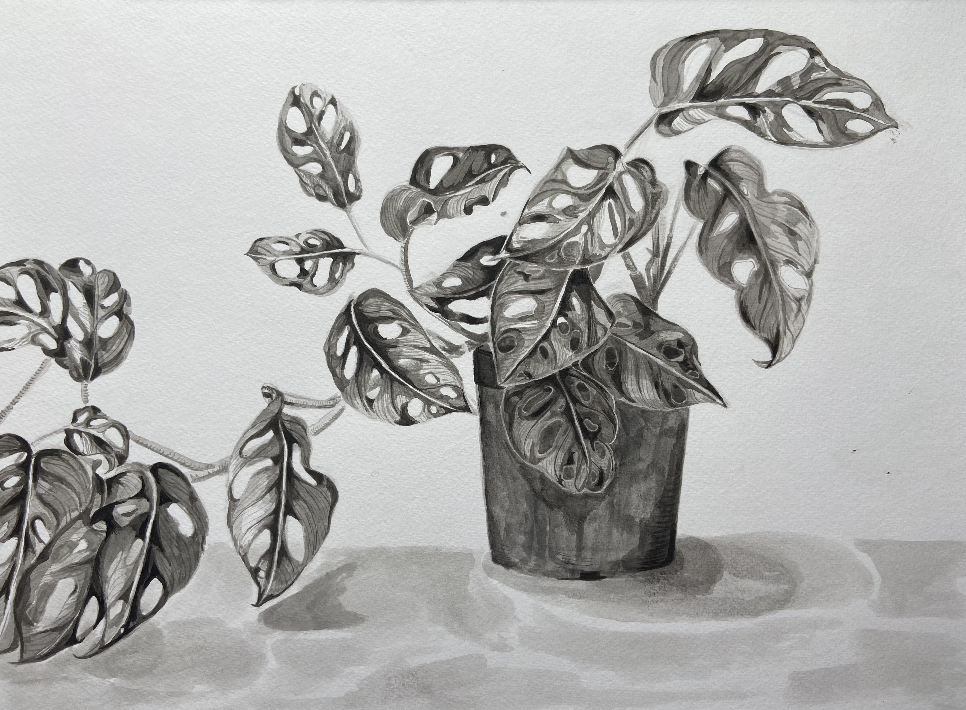 house plant series, ink drawings